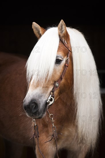 Tyrolean Haflinger with a western bridle
