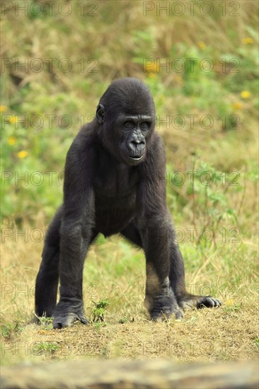 Western Lowland Gorilla (Gorilla gorilla gorilla)