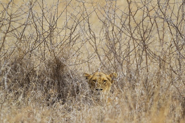 Lioness (Panthera leo)