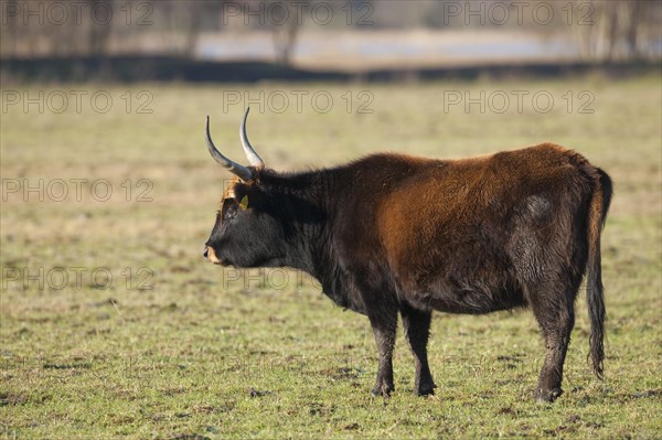 Heck cattle