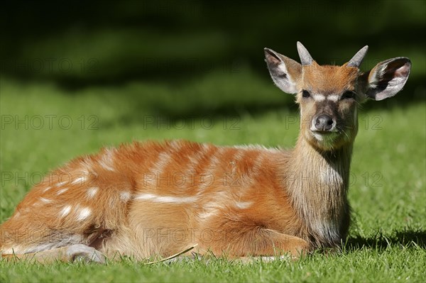 Sitatunga or Marshbuck (Tragelaphus spekii gratus)