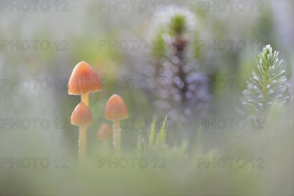 Fluffy-haired Conocybe (Conocybe digitalina)