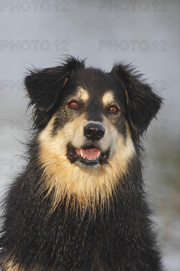 Australian Shepherd Mix