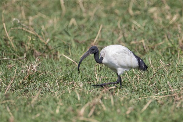 African Sacred Ibis (Threskiornis aethiopicus)