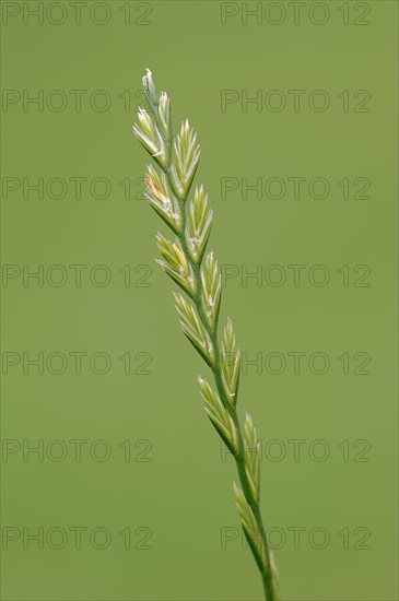 Perennial Ryegrass (Lolium perenne)