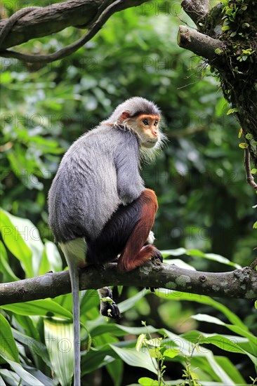 Red-shanked douc (Pygathrix nemaeus)