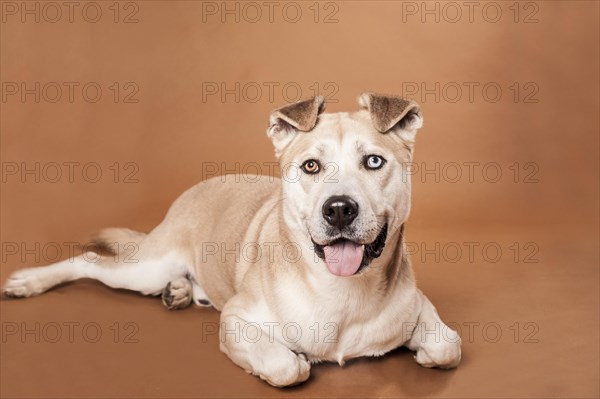 Akita Inu mixed-breed dog