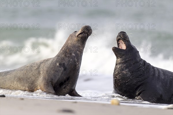 Grey seals (Halichoerus grypus)