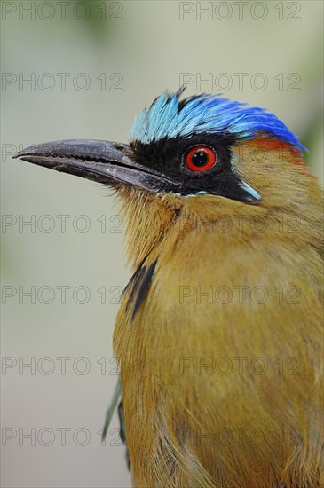 Blue-crowned Motmot (Momotus coeruliceps)
