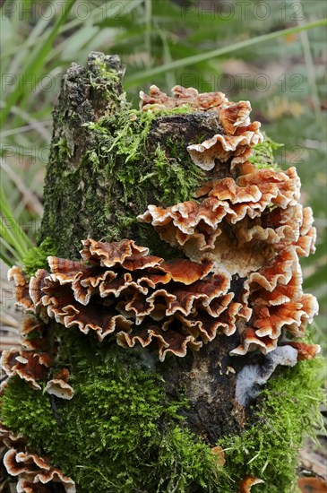 Bleeding Oak Crust (Stereum gausapatum)