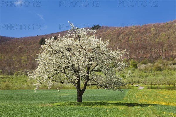 Fruit tree in blossom on a meadow in spring