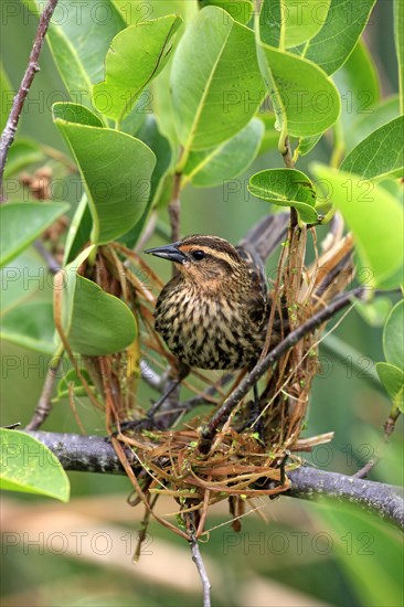 Red-winged Blackbird (Agelaius phoeniceus)