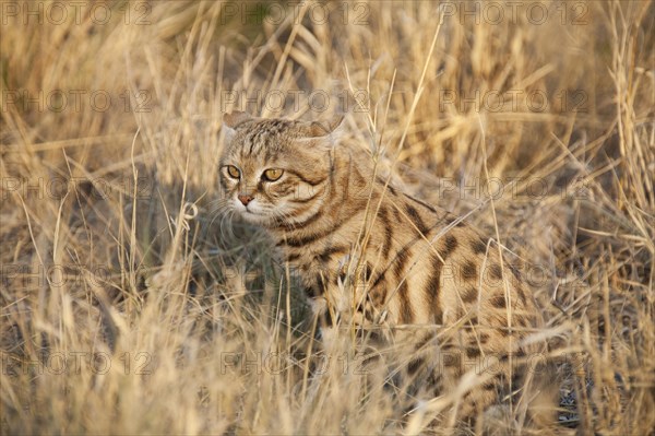 Black-footed Cat (Felis nigripes)