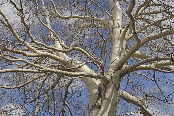 Etna Birch (Betula aetnensis)