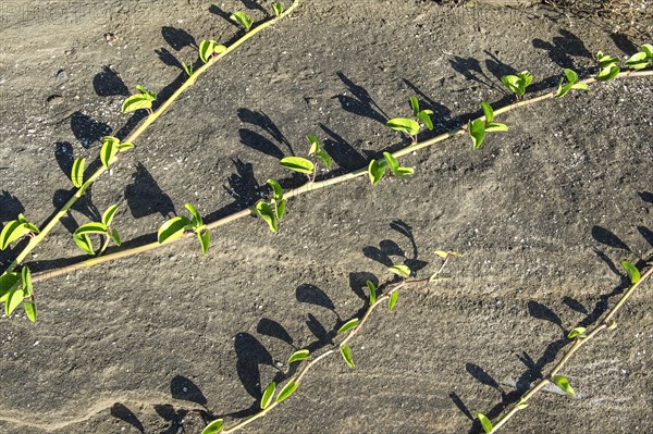 Vegetation growing on lava field