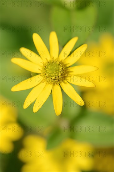 Mexican Creeping Zinnia (Sanvitalia procumbens)
