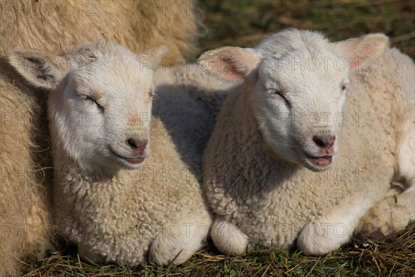 Domestic sheep (Ovis orientalis aries)