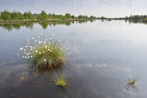 Tussock Cottongrass (Eriophorum vaginatum)