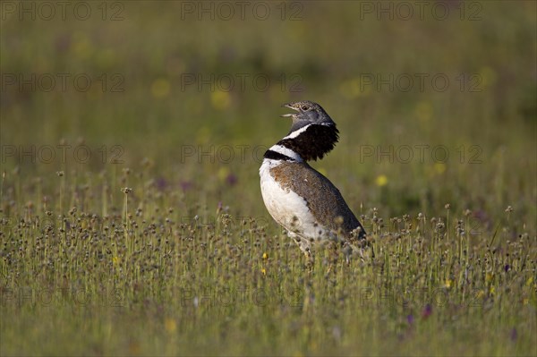 Little Bustard (Tetrax tetrax)