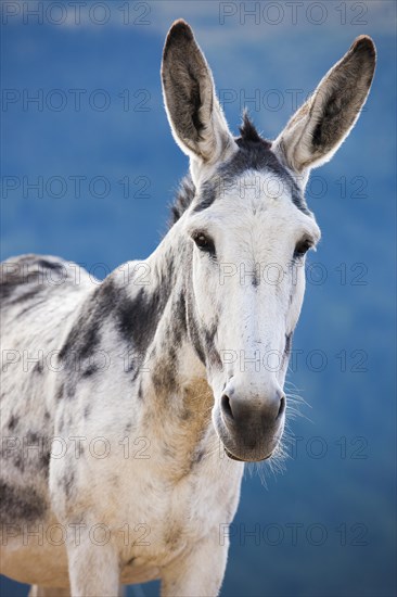 Andalusian giant donkey crossbreed