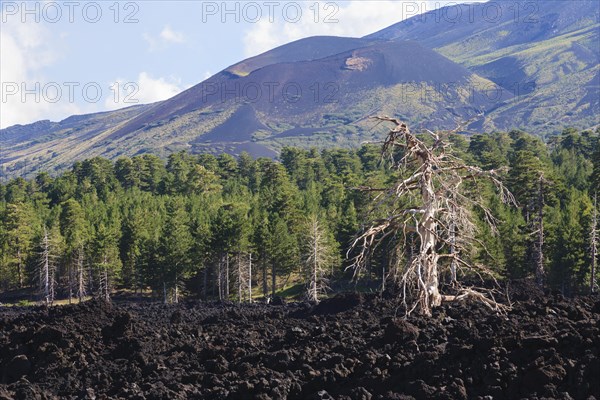 Lava field on the foothills of Mount Etna