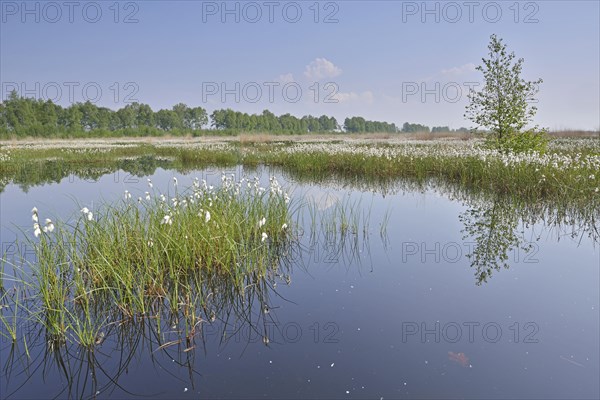 Tall Cottongrass or Common Cottongrass (Eriophorum angustifolium)