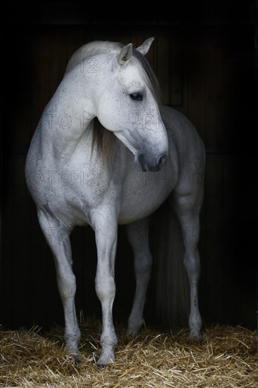Andalusian horse