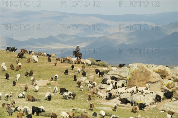 Nomad with a flock of sheep