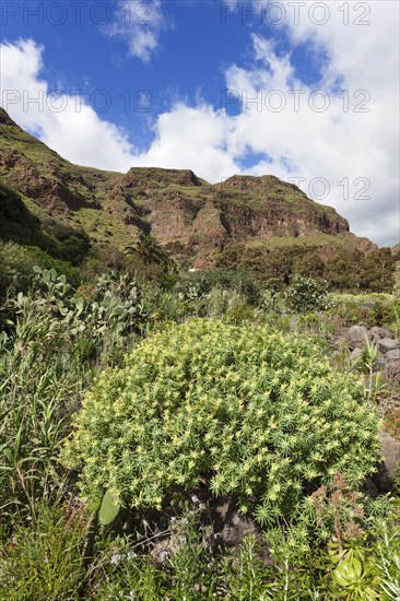 Barranco de Guayadeque gorge