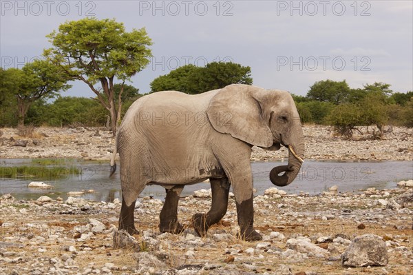 African Elephant (Loxodonta africana)