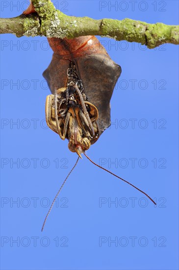 Pale Owl or Giant Owl butterfly (Caligo memnon) emerging from pupa