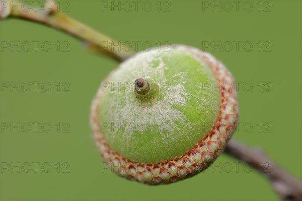 Northern Red Oak (Quercus rubra)
