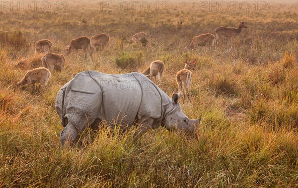 Indian Rhinoceros (Rhinoceros unicornis) in front of Swamp Deer (Cervus Duvauceli)