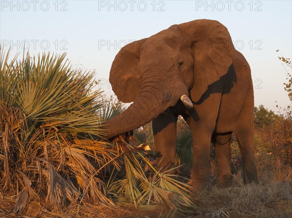 African Elephant (Loxodonta africana) feeding on Ilala Palms (Hyphaene coriacea)