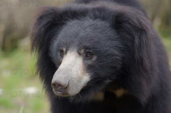 Sloth Bear (Melursus ursinus