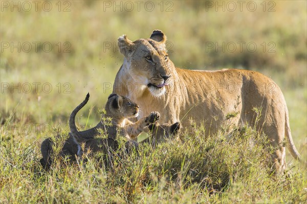 Lioness (Panthera leo) with two cubs