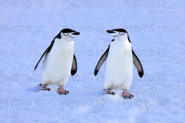 Chinstrap penguins (Pygoscelis antarctica) pair