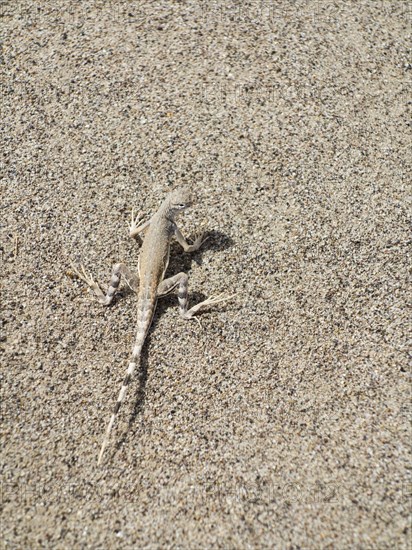 Zebra-tailed lizard (Callisaurus draconoides)