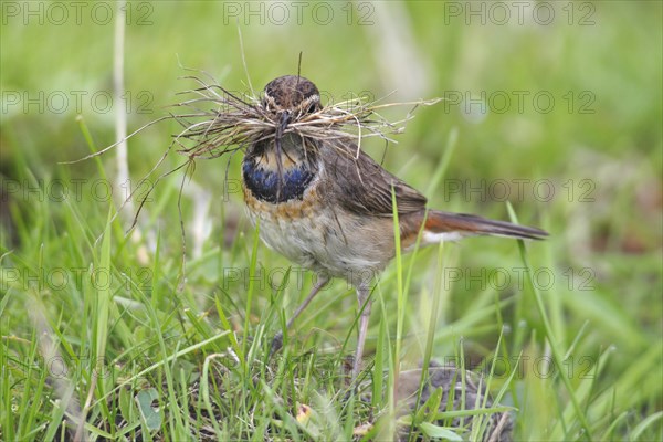 Bluethroat (Luscinia svecica cyanecula)