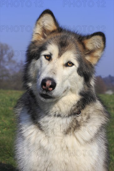 Alaskan Malamute