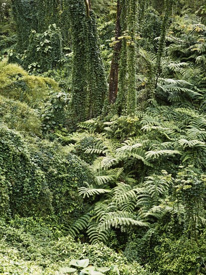 Vegetation