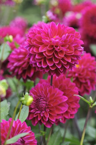 Red Ball Dahlias (Dahlia)