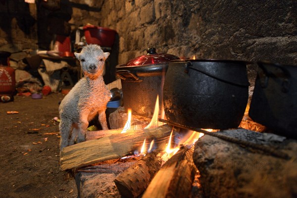 Lamb warming up by the open fire of a traditional stove
