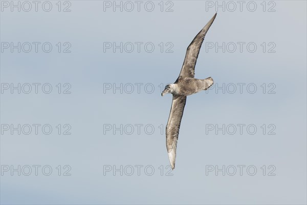 Southern Giant Petrel (Macronectes giganteus)