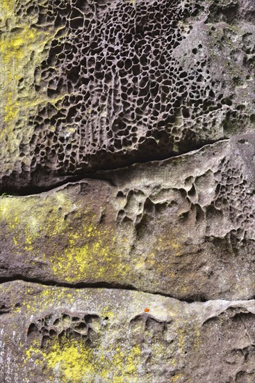 Fissured sandstone coated with Sulfur Dust Lichen (Lepraria chlorina