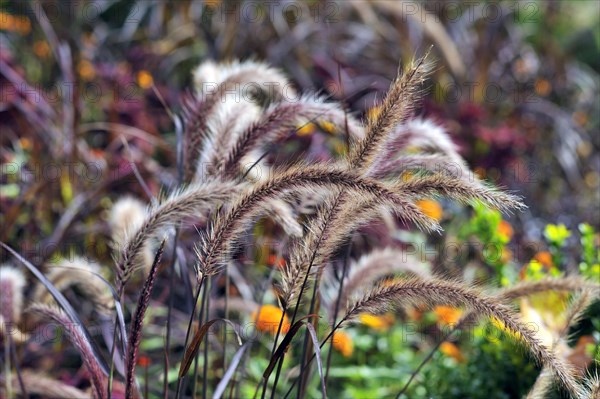 Fountain Grass (Pennisetum setaceum)