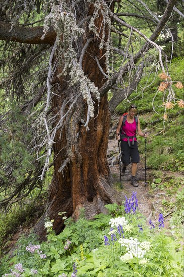 Woman hiking through the pine forest