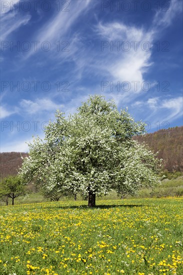 Fruit tree in blossom on a meadow in spring