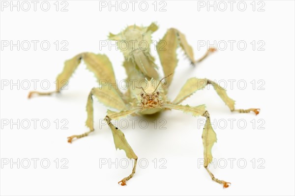 Giant Prickly Stick Insect (Extatosoma tiaratum)