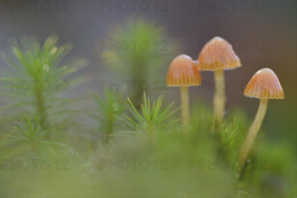 Fluffy-haired Conocybe (Conocybe digitalina)